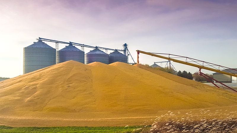 Grain Harvest Iowa