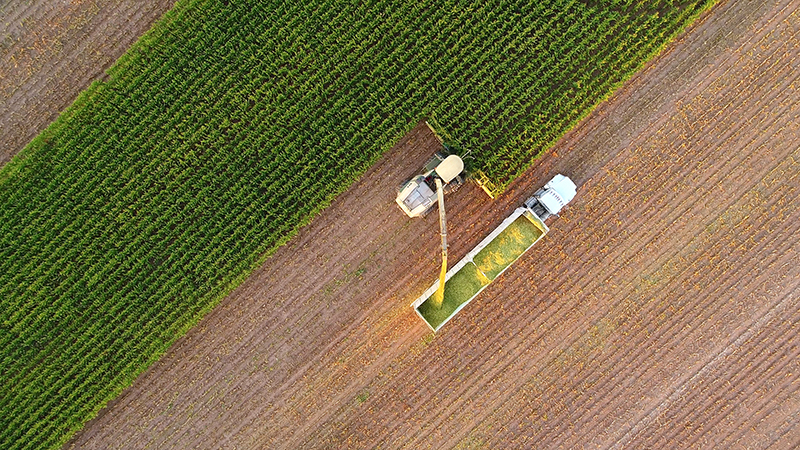 Corn Harvest Iowa